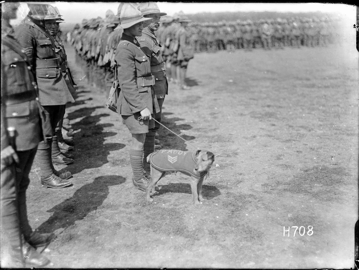 Paddy, the mascot of the Wellington Regiment, lining up for an inspection by Prime Minister Massey. Mascots helped to raise morale and provide comfort.